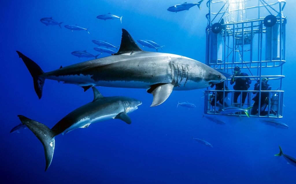 South Australian Shark Diving: Delving into the Depths of Adventure