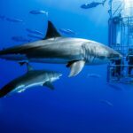 South Australian Shark Diving: Delving into the Depths of Adventure